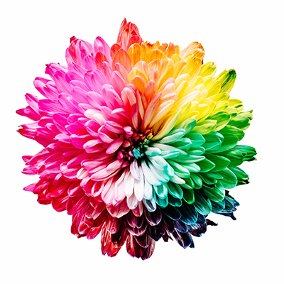 flor multicolor sharon pittaway unsplash