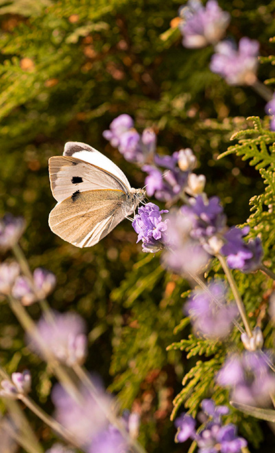 189 naturaleza mariposa